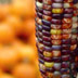 Indian corn decoratively hung in front of a pumpkin patch in Easton, CT.
